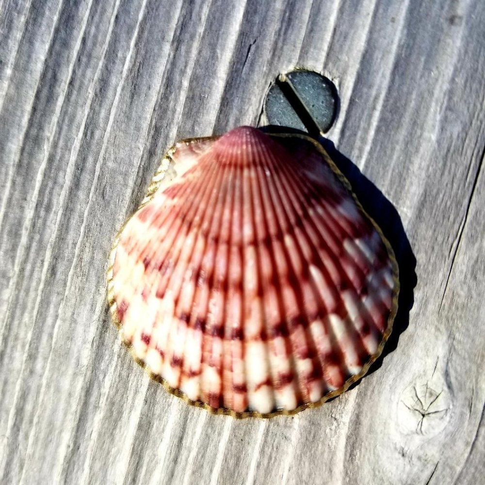 Ruby pink Seashell Dipped in 18k Gold